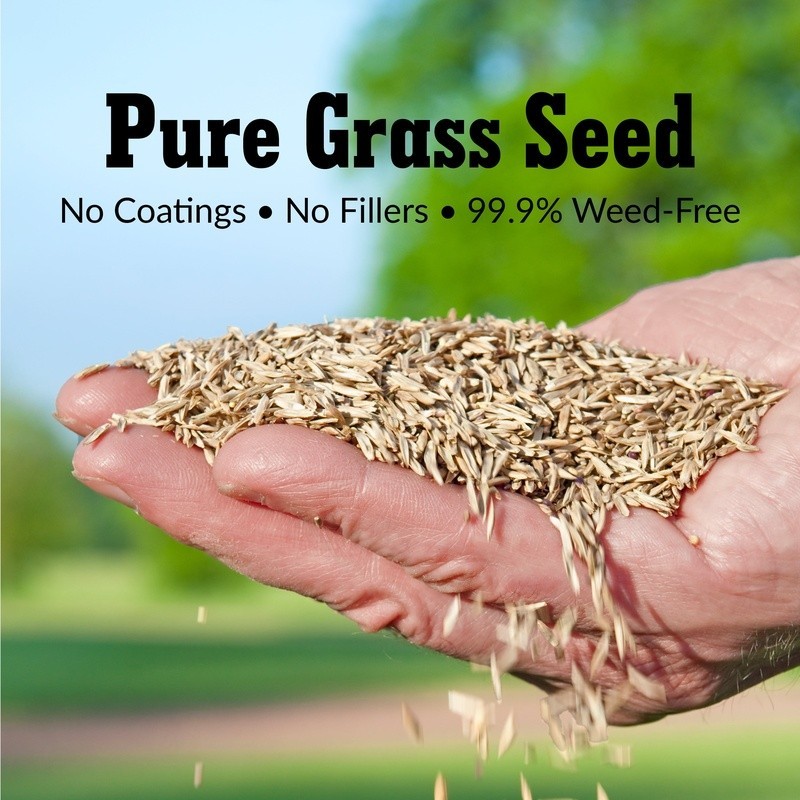 Pure Grass Seed Kentucky Bluegrass Blend 7 Lb 7000SqFt 14-28 Days Germinate