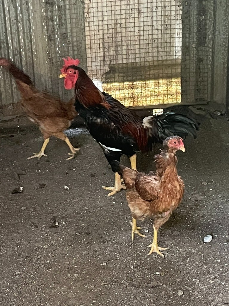 7 FRESH Indio Gigante Hatching Eggs shipped either USPS or 2 Day FedEx