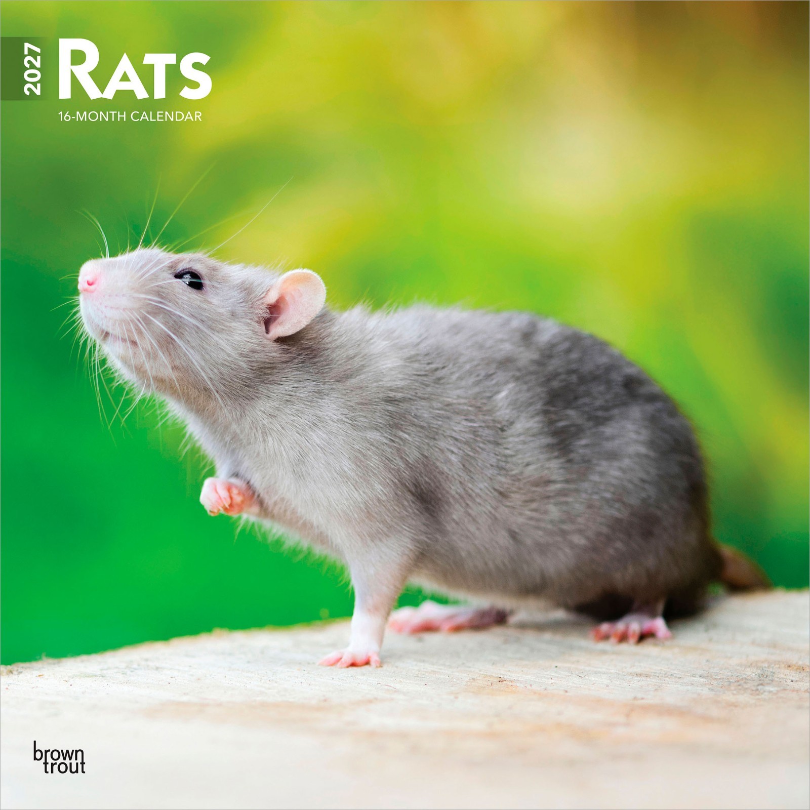 Rats | 2027 12×24″ (Hanging) Monthly Square Wall Calendar | Plastic-Free