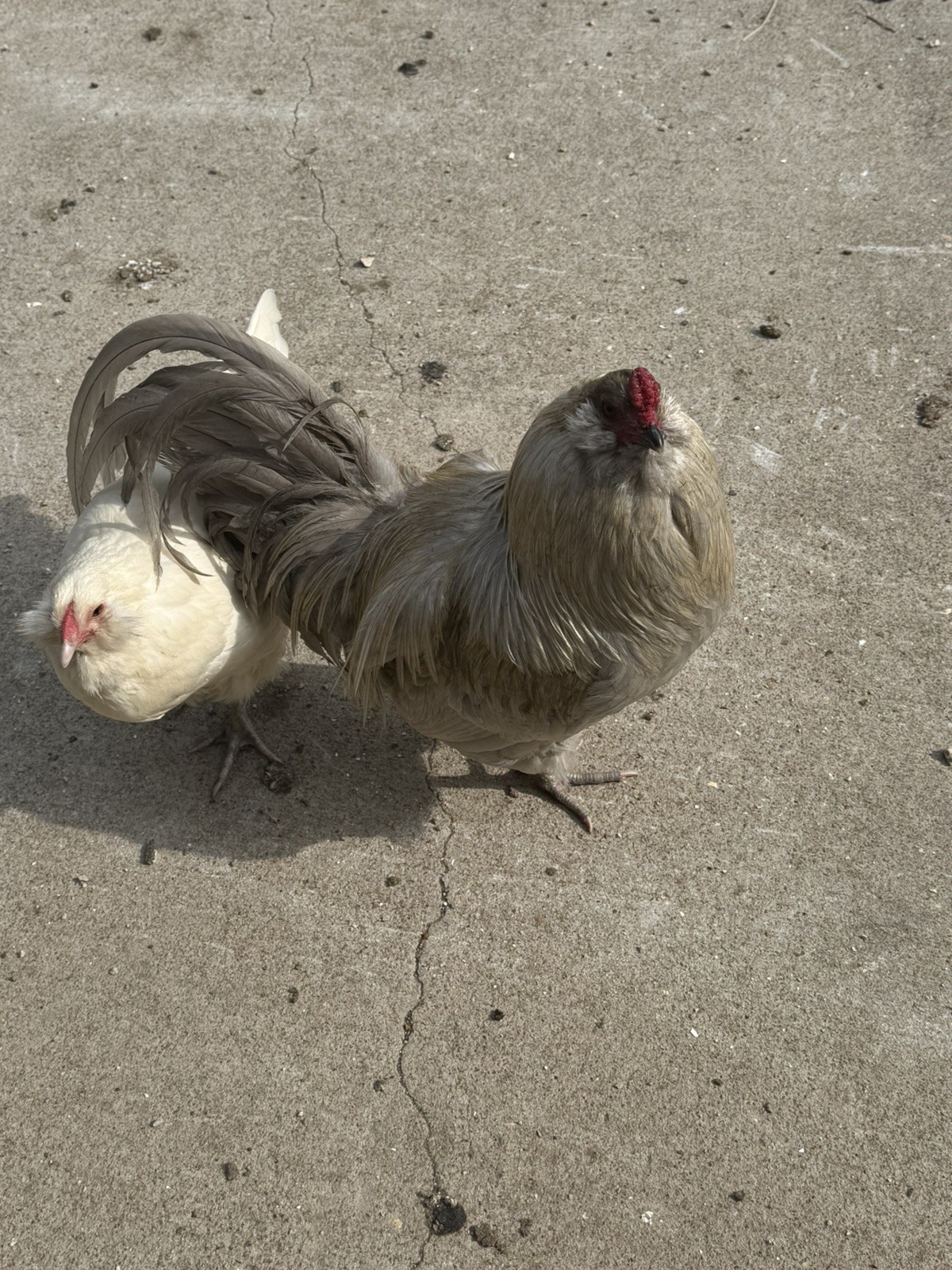 🌈 12 Rainbow Egger Hatching Eggs – Rare Breeds, Colorful Eggs + Chicks