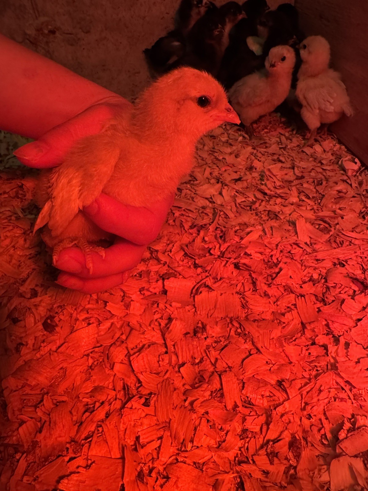 🌈 12 Rainbow Egger Hatching Eggs – Rare Breeds, Colorful Eggs + Chicks