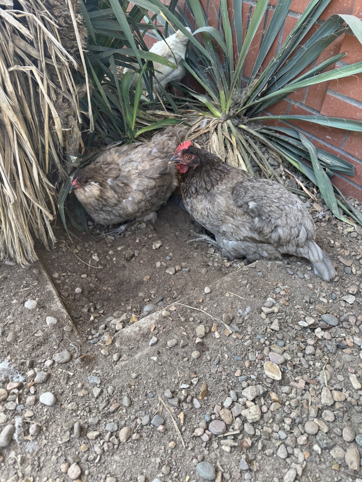🌈 12 Rainbow Egger Hatching Eggs – Rare Breeds, Colorful Eggs + Chicks