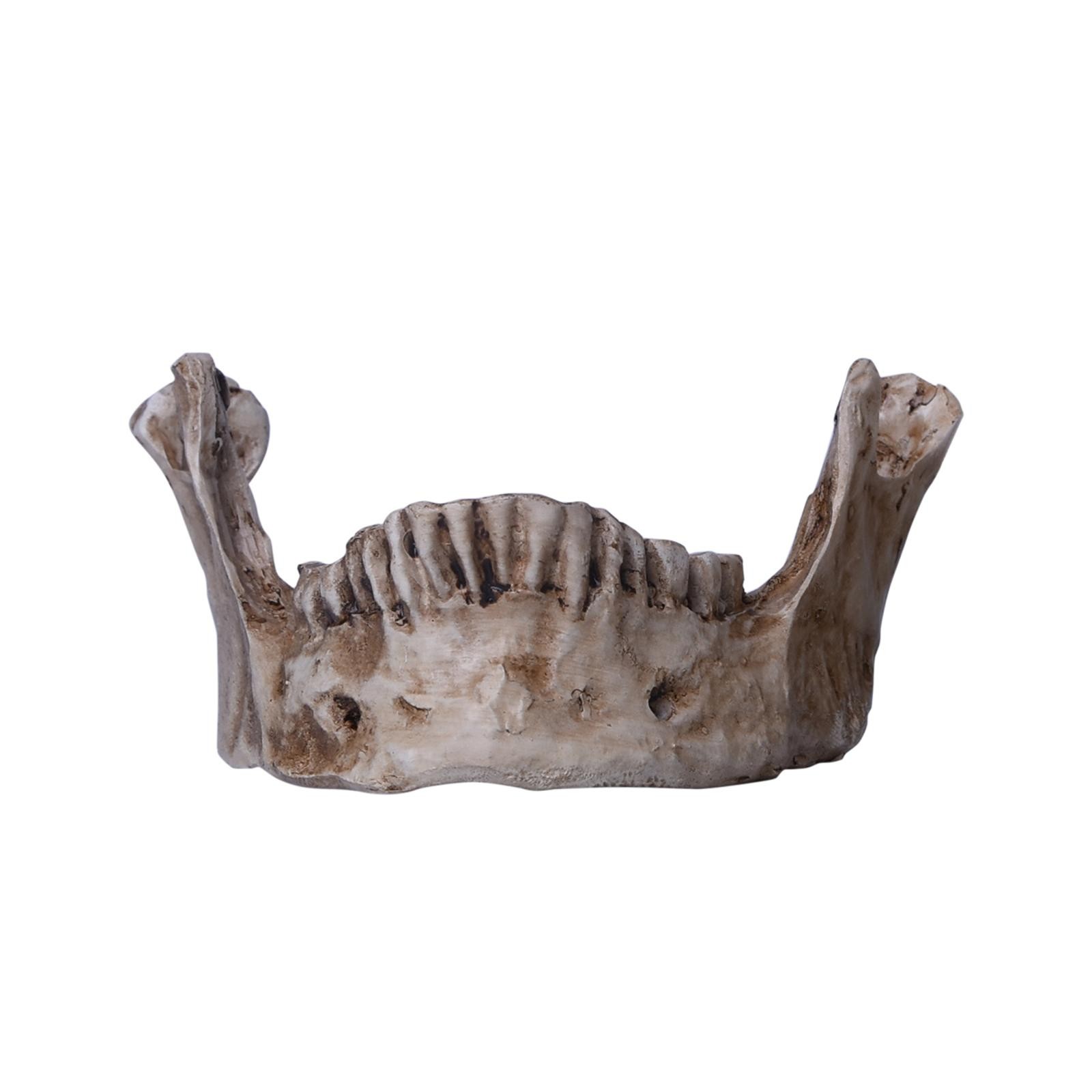 Resin Replica 1:1 Life Human Anatomy Skull Collectable Bar Decoration Teaching