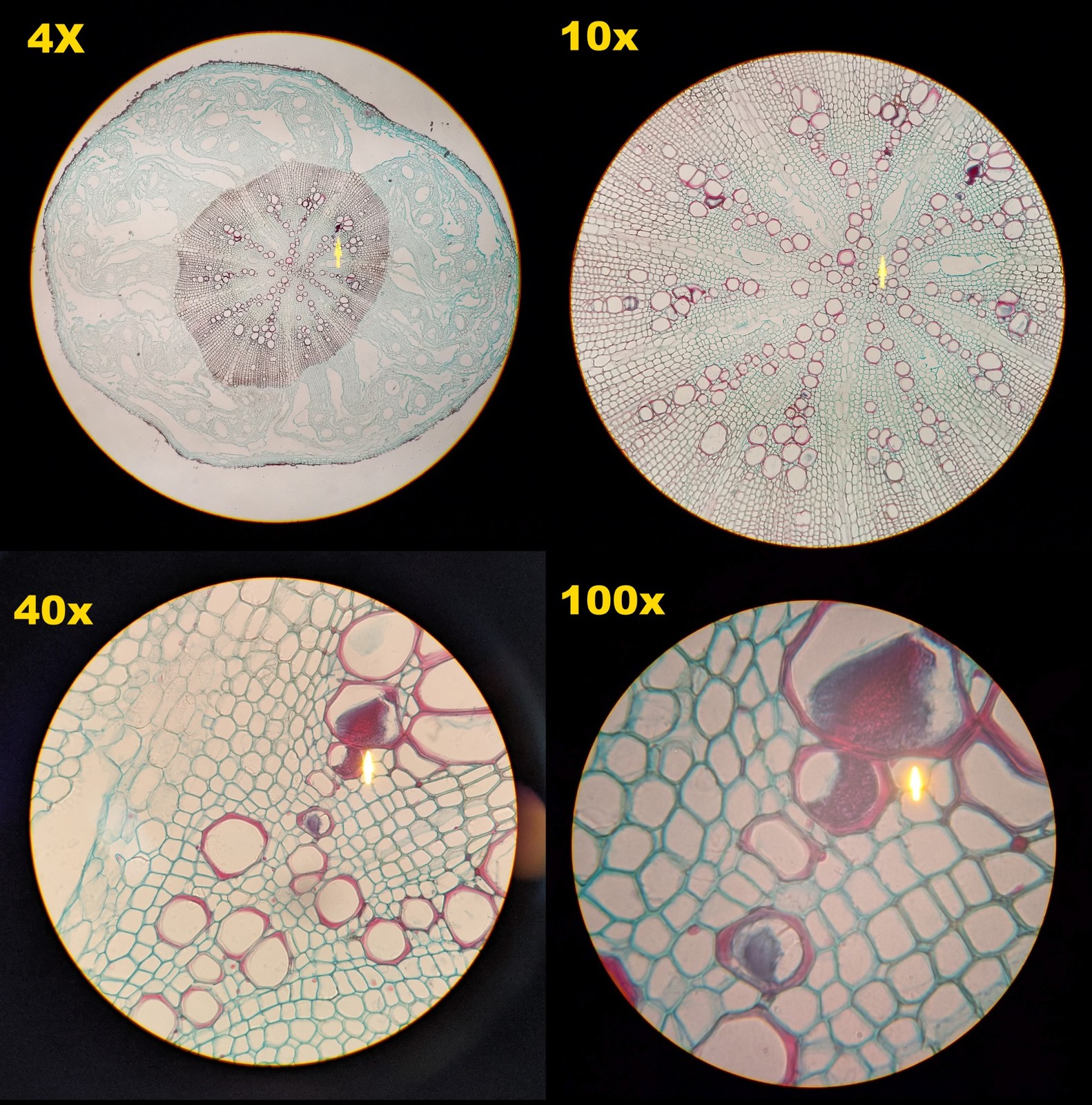 OLYMPUS CH30 FACE TO FACE TEACHING MICROSCOPE WITH 4X/10X/40X/100X OBJECTIVE SET