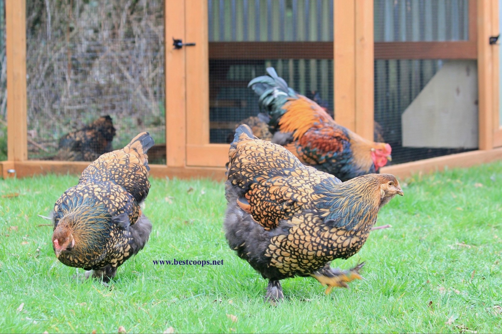 10+ Gold Laced Brahma Fertile Chicken Hatching Eggs Gentle Large Breed