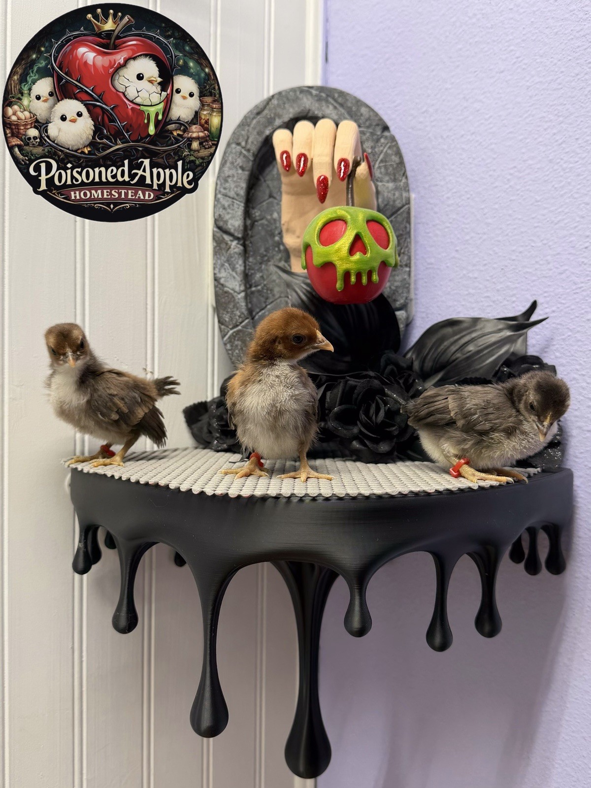 12+++ High Quality Fertile Serama Hatching Eggs Mixed Colors** Frizzle**Silkied*