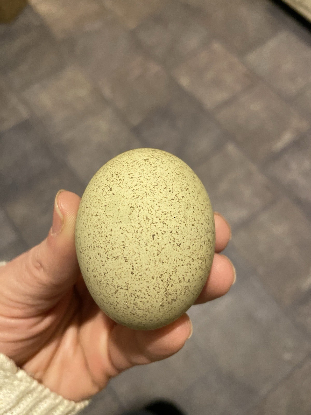(6) F1, F2, F3 Speckled Olive Moss Egger Hatching Eggs