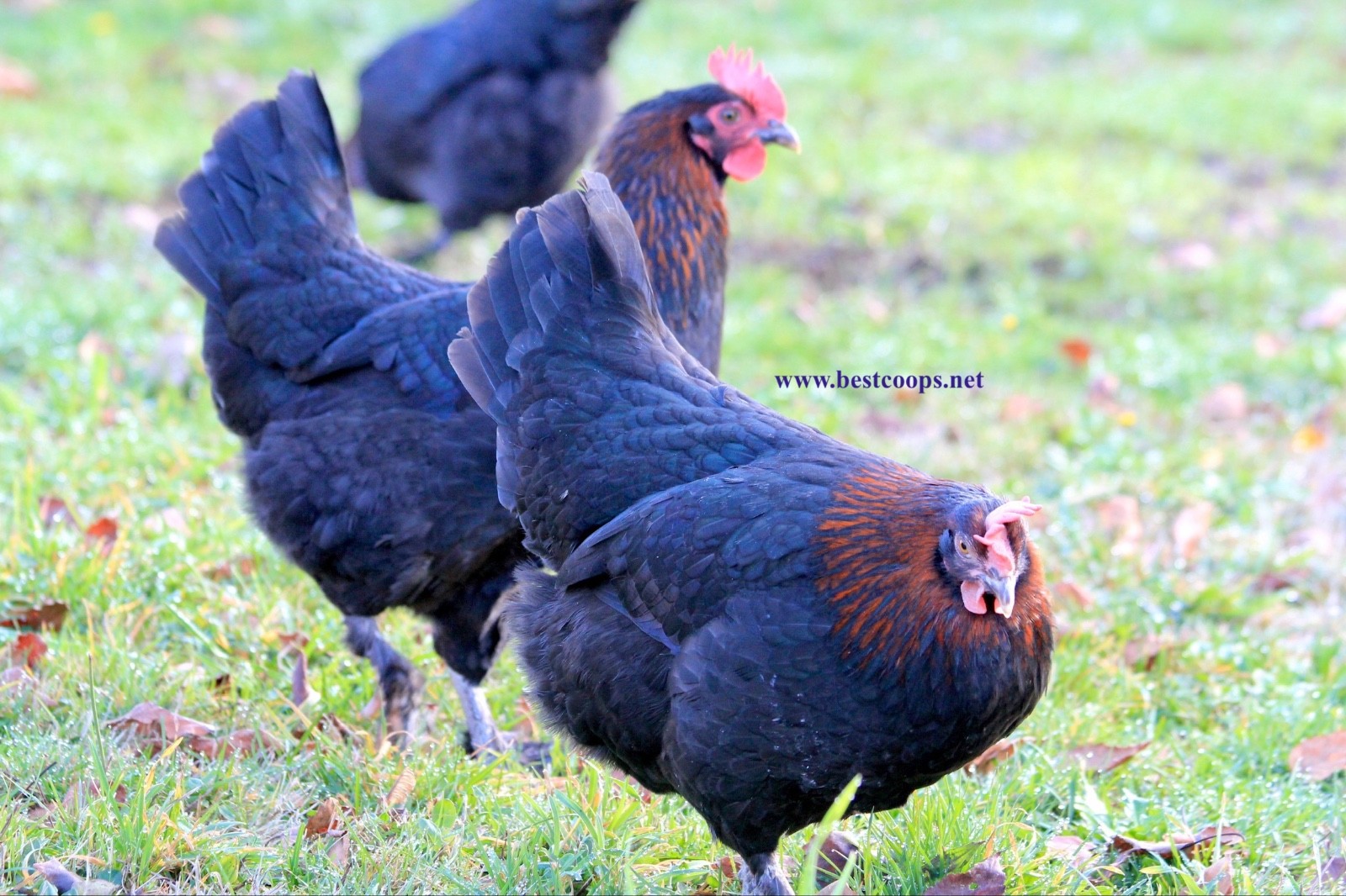 10+ Fertile Black Copper Marans Chicken Hatching Eggs