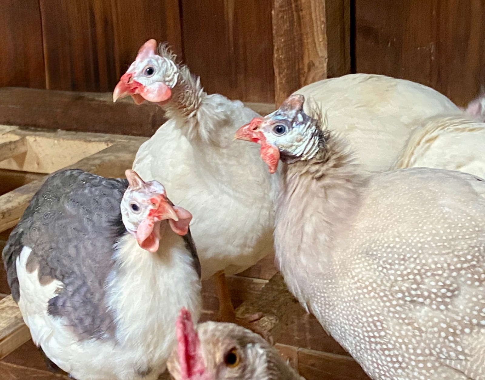 6 Fertile Guinea Fowl Hatching Eggs, Mixed Barnyard Flock, Beautiful Colors!