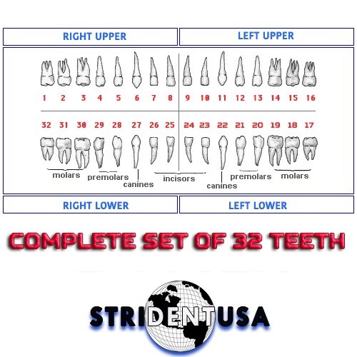 Ivorine Teeth Set for Typodont MODEL 860 (32 TEETH) Fits Columbia Typodont 860