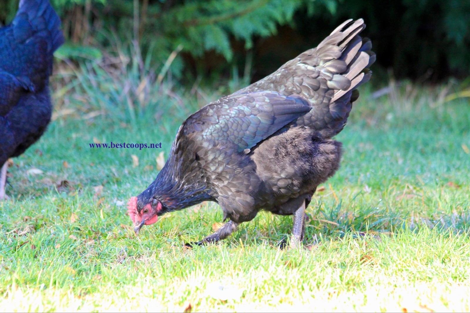 10+ Fertile Black Copper Marans Chicken Hatching Eggs