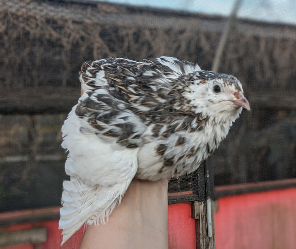 150+ extras Coturnix Quail Hatching Eggs NPIP Flock – UPS Shipping