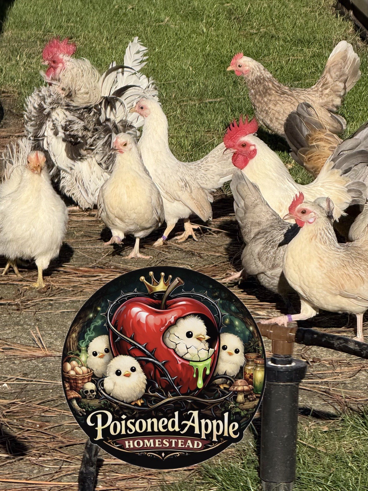 12+++ High Quality Fertile Serama Hatching Eggs Mixed Colors** Frizzle**Silkied*