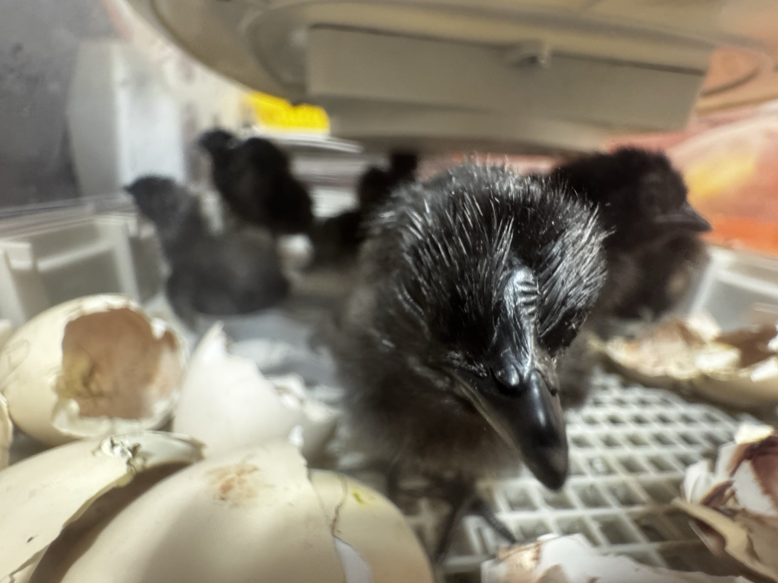 6+ Ayam Cemani Fertile Hatching Eggs Pure Breed All Black Chicken