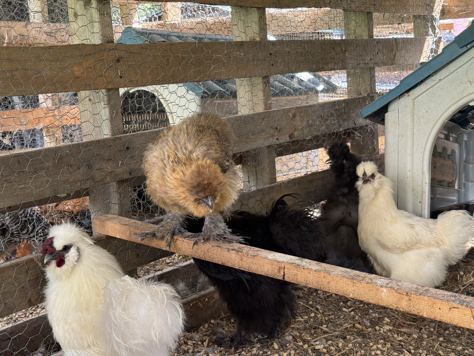 6+ Silky Fertile hatching chicken Eggs-mixed Colors (black, White, Red, Choc)