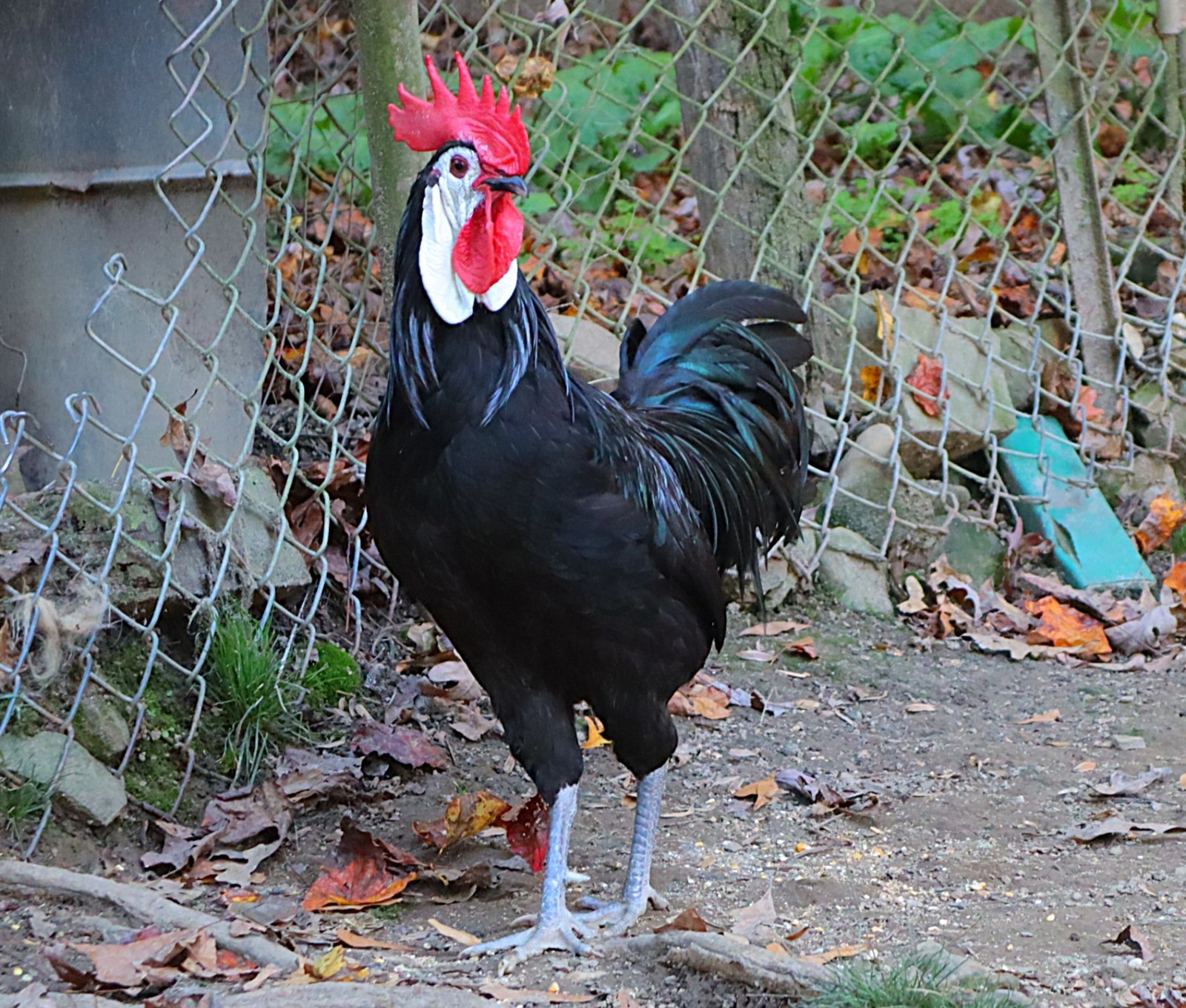 12 LF White Face Black Spanish Eggs Imported from Spain