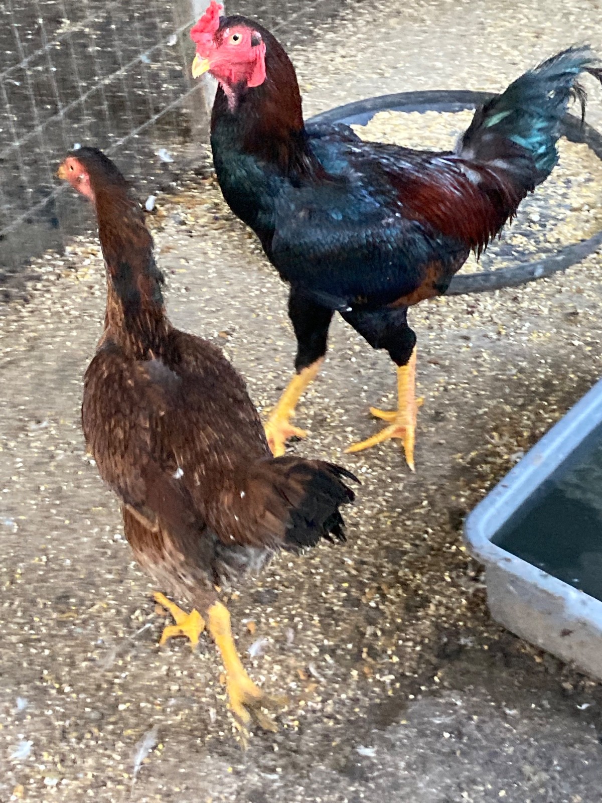7 FRESH Indio Gigante Hatching Eggs shipped either USPS or 2 Day FedEx