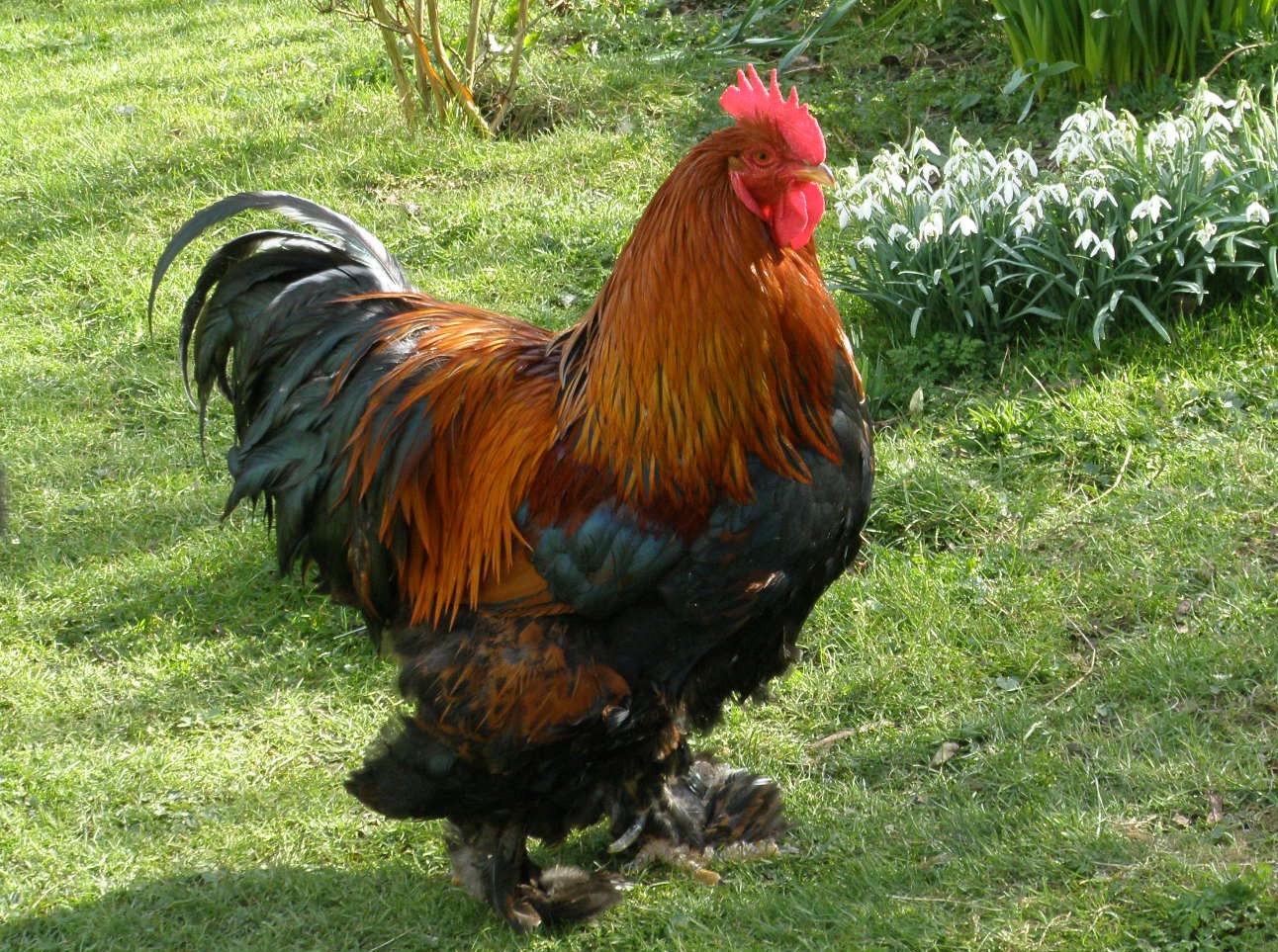 6+ Rare Breed Chicken Fertile Hatching Eggs Silkies, Cochins, Ayem Cemani!