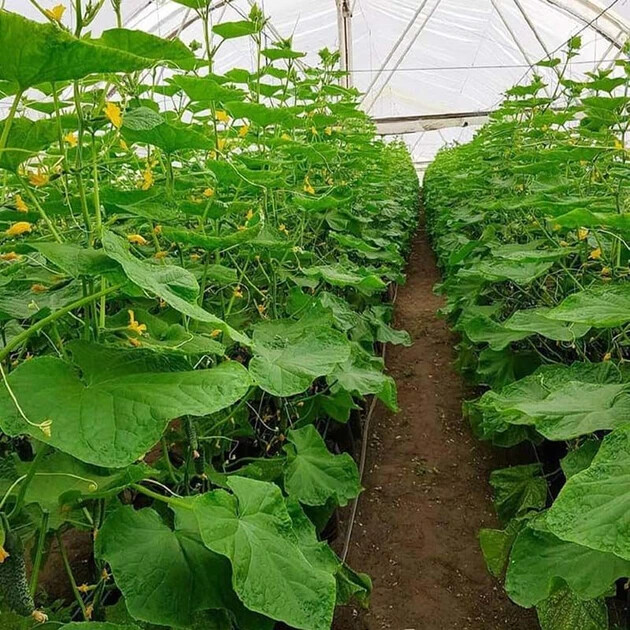 100 Cucumber Seeds SV 4097 F1 Seminis Monsanto Netherlands gherkin семена огурец