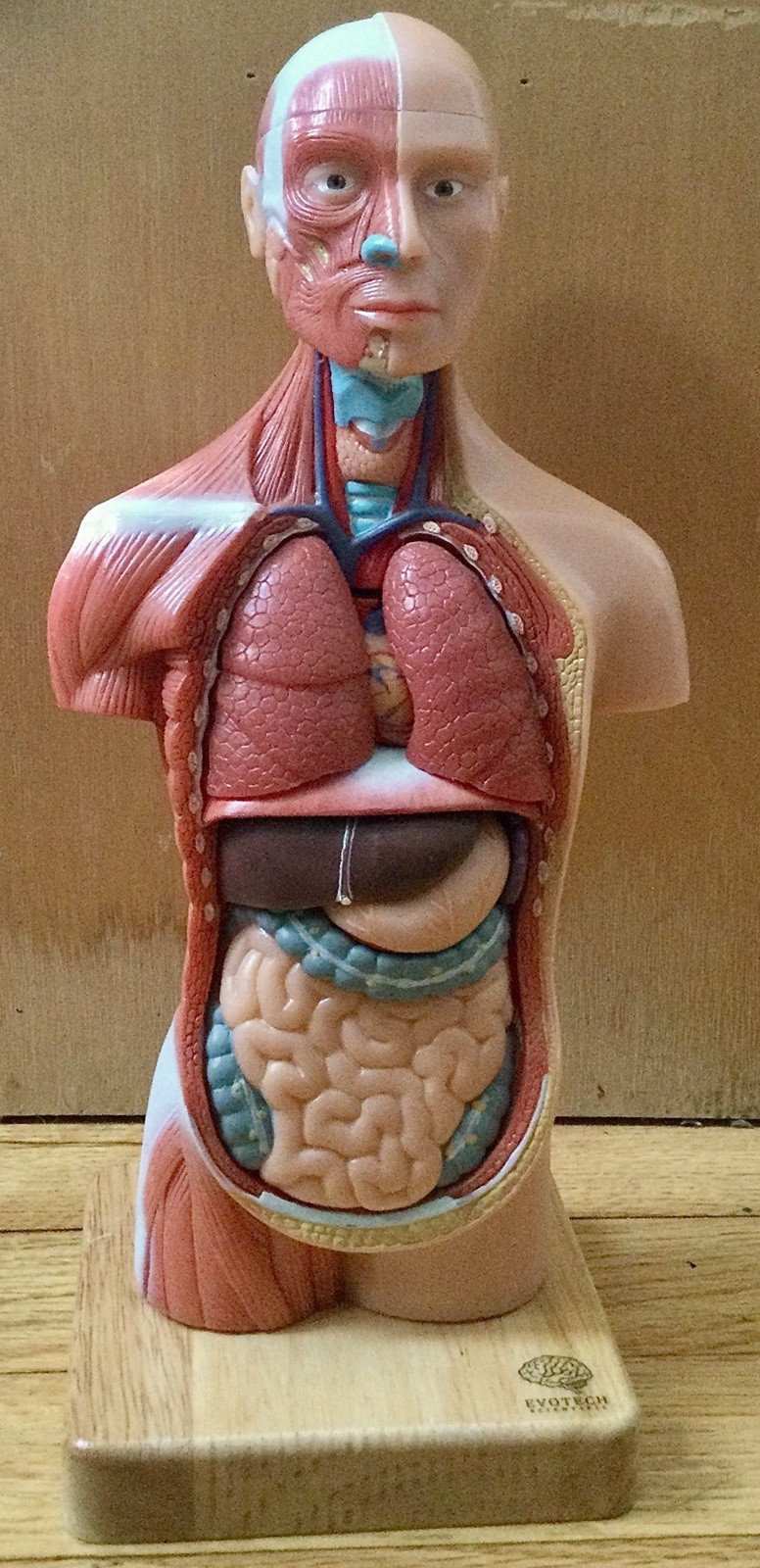 EVOTECH 2023 Newest Human Body Model for Kids, 15 Pcs Removable 11 inch Human…