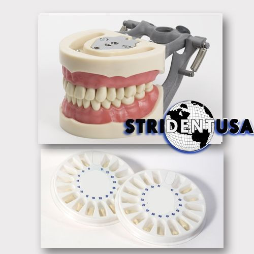DENTAL TYPODONT OM 200 TEACHING MODEL W/ 2 EXTRA SETS OF TEETH (96 TOTAL TEETH)
