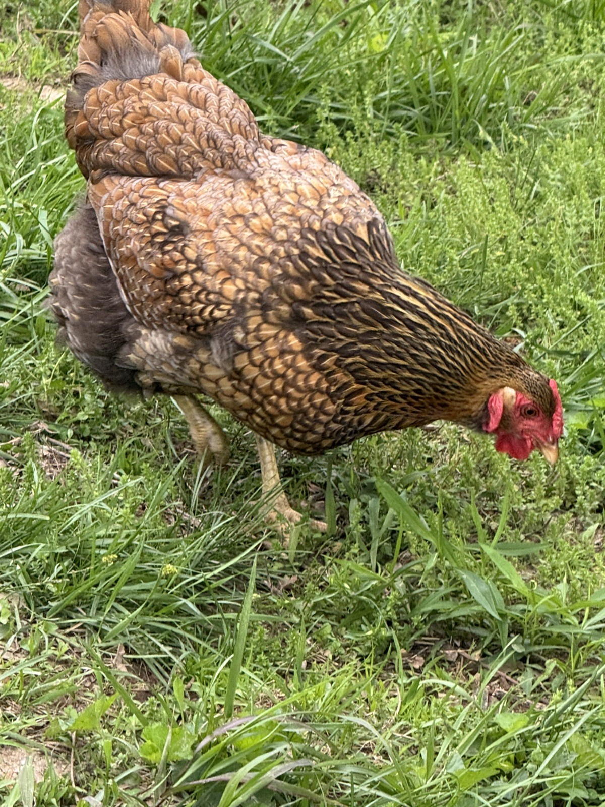 🌈 12 Rainbow Egger Hatching Eggs – Rare Breeds, Colorful Eggs + Chicks