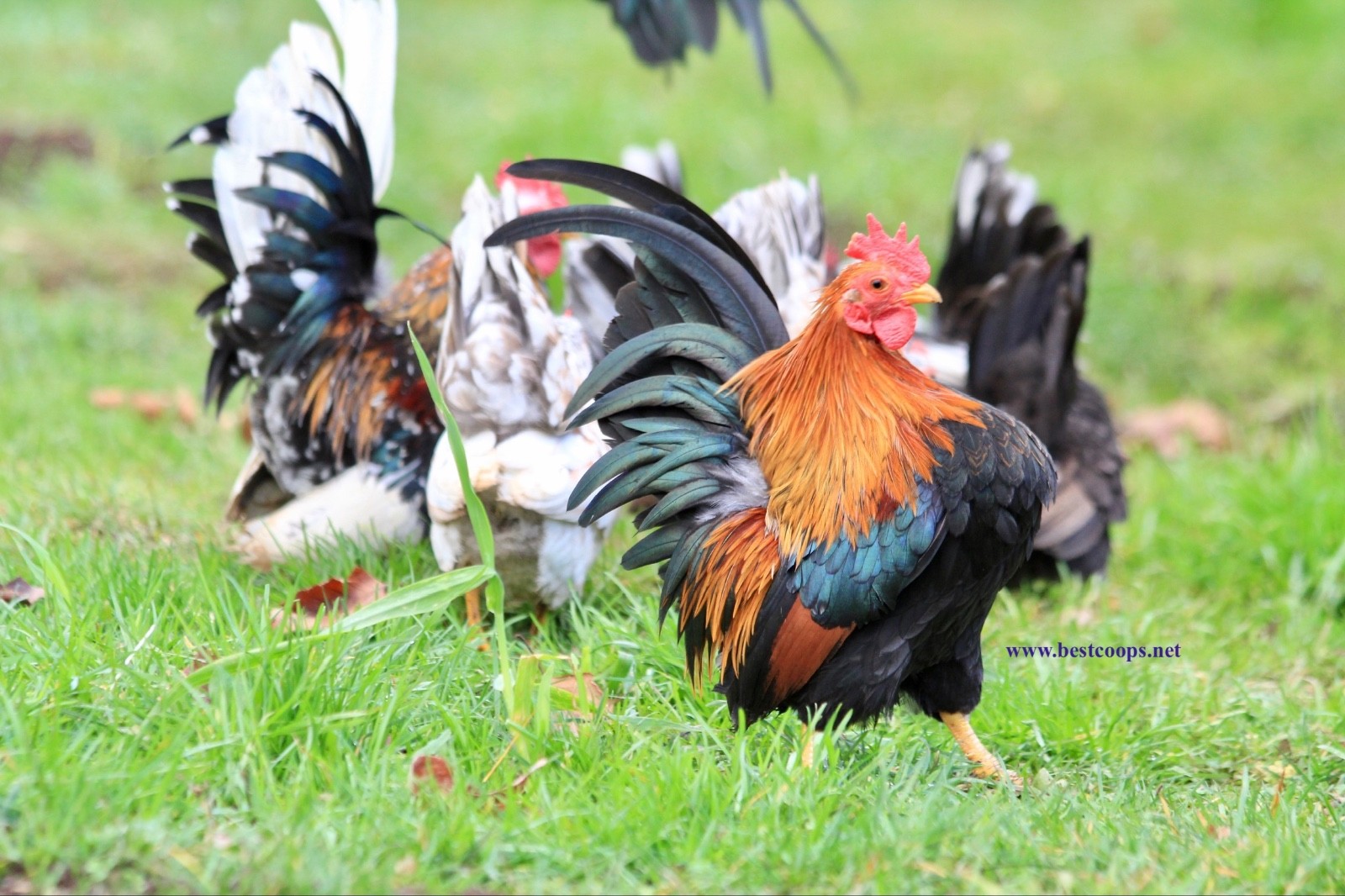12+ Fertile Show Quality Serama Chicken Hatching Eggs
