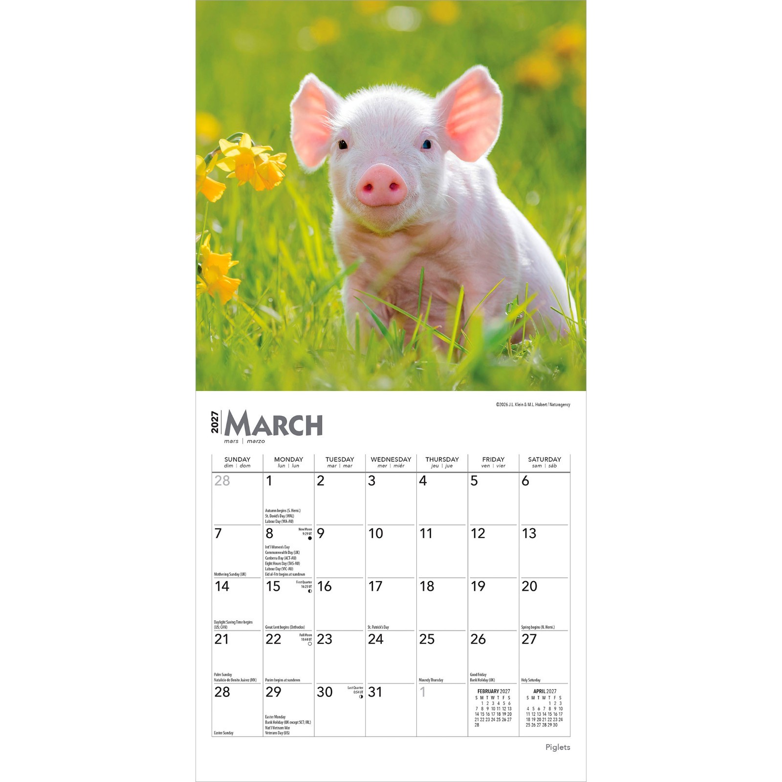 Piglets | 2027 7×14″ (Hanging) Monthly Mini Wall Calendar