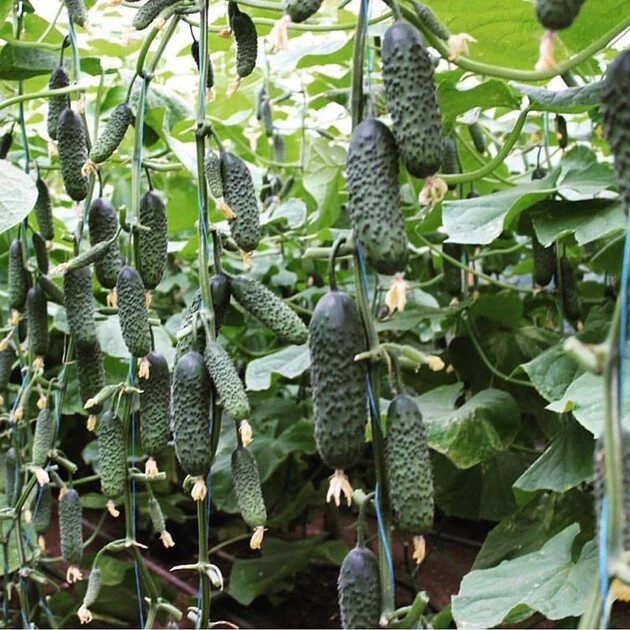 100 Cucumber Seeds SV 4097 F1 Seminis Monsanto Netherlands gherkin семена огурец