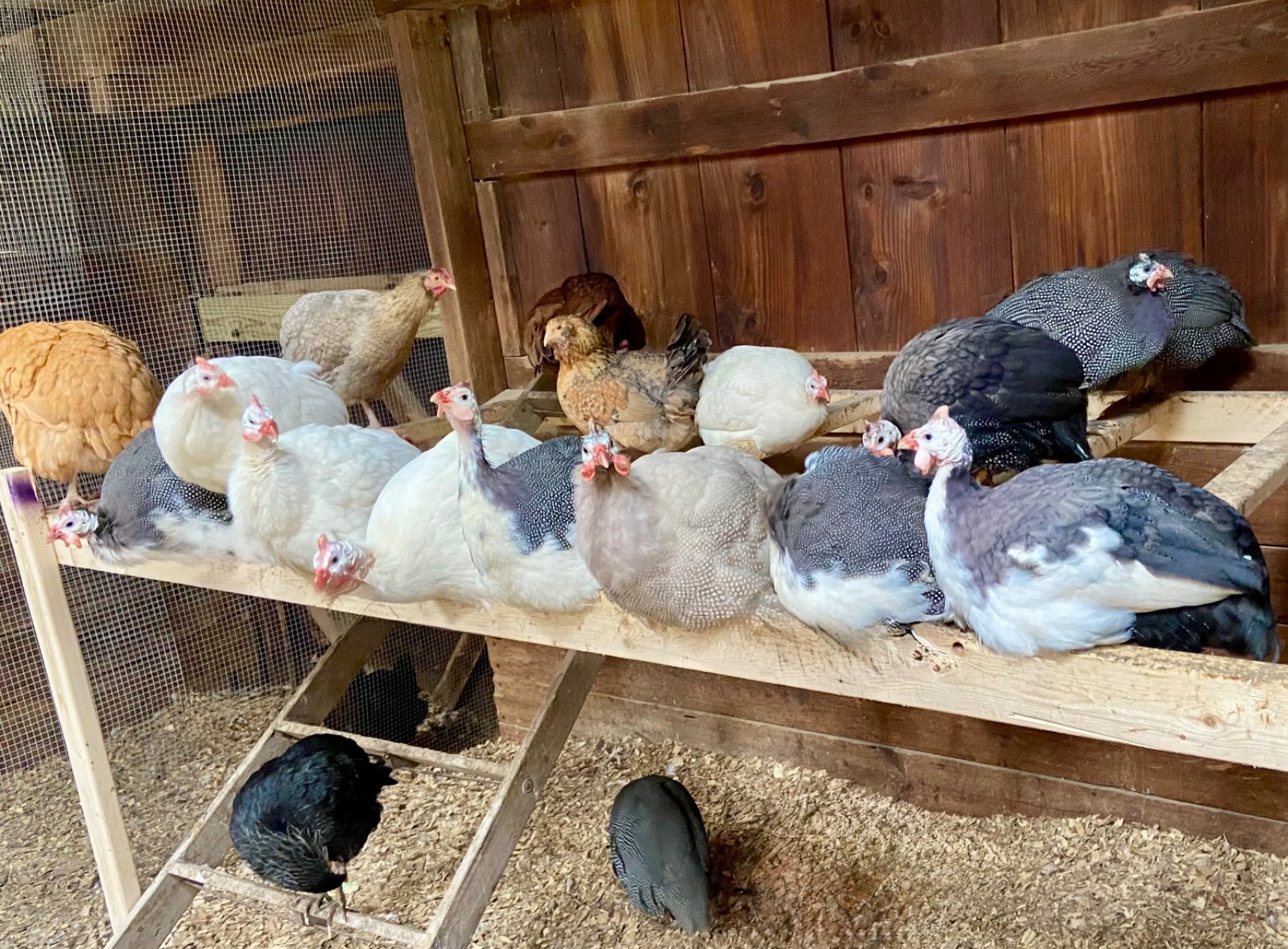 6 Fertile Guinea Fowl Hatching Eggs, Mixed Barnyard Flock, Beautiful Colors!