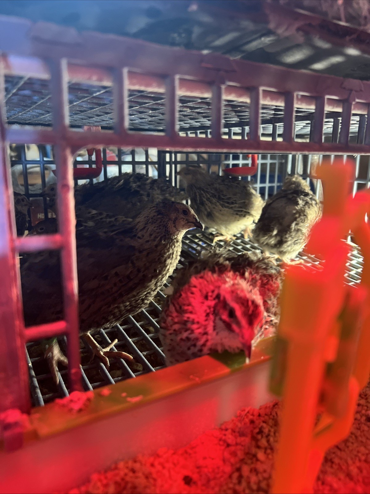 32+4 extra Jumbo Coturnix Quail Hatching Eggs( Brown, Tuxedo, Cinnamon, White )