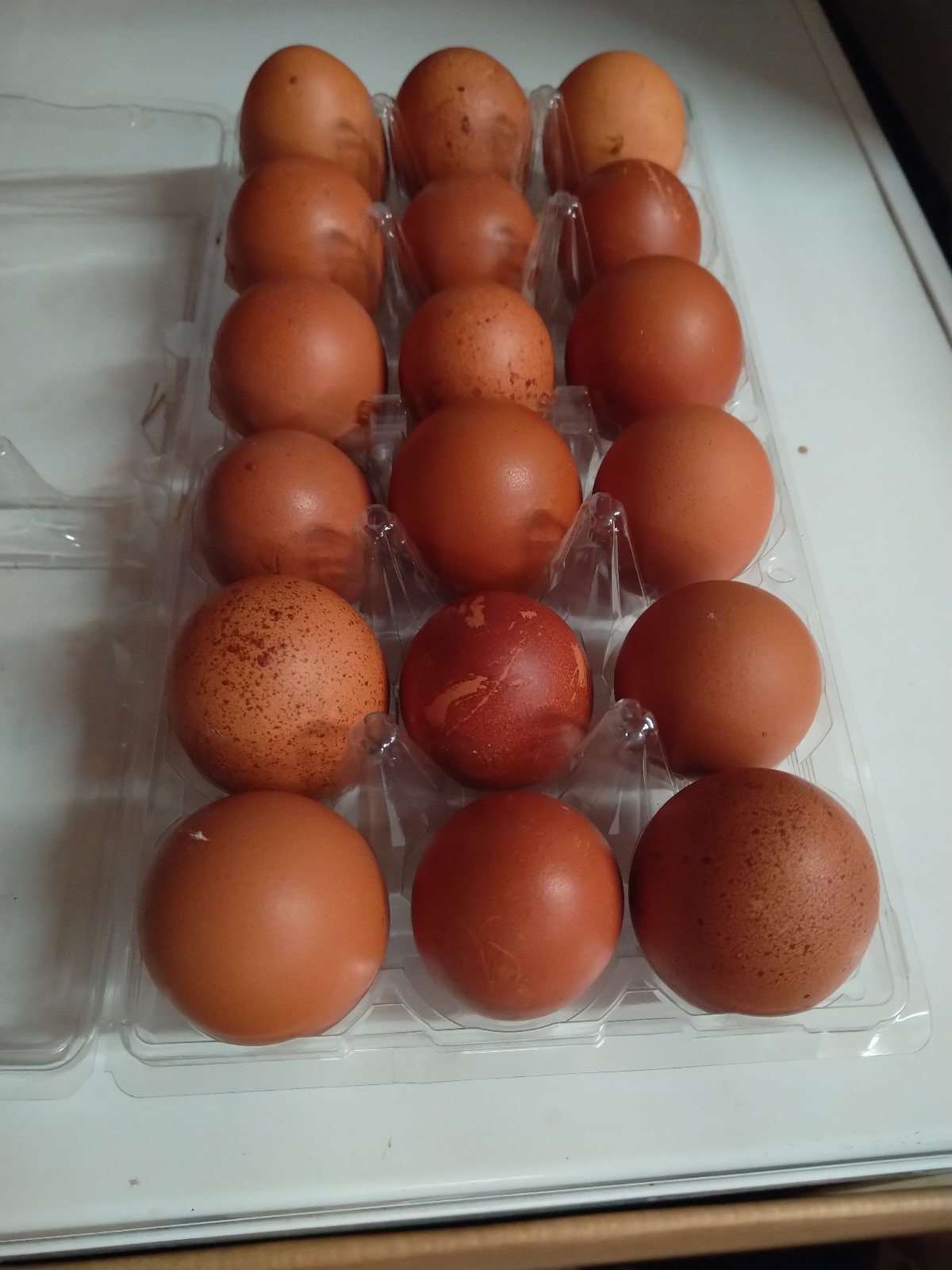 18+ French Black Copper Maran FBCM chicken fertile hatching eggs FAST SHIPPING!