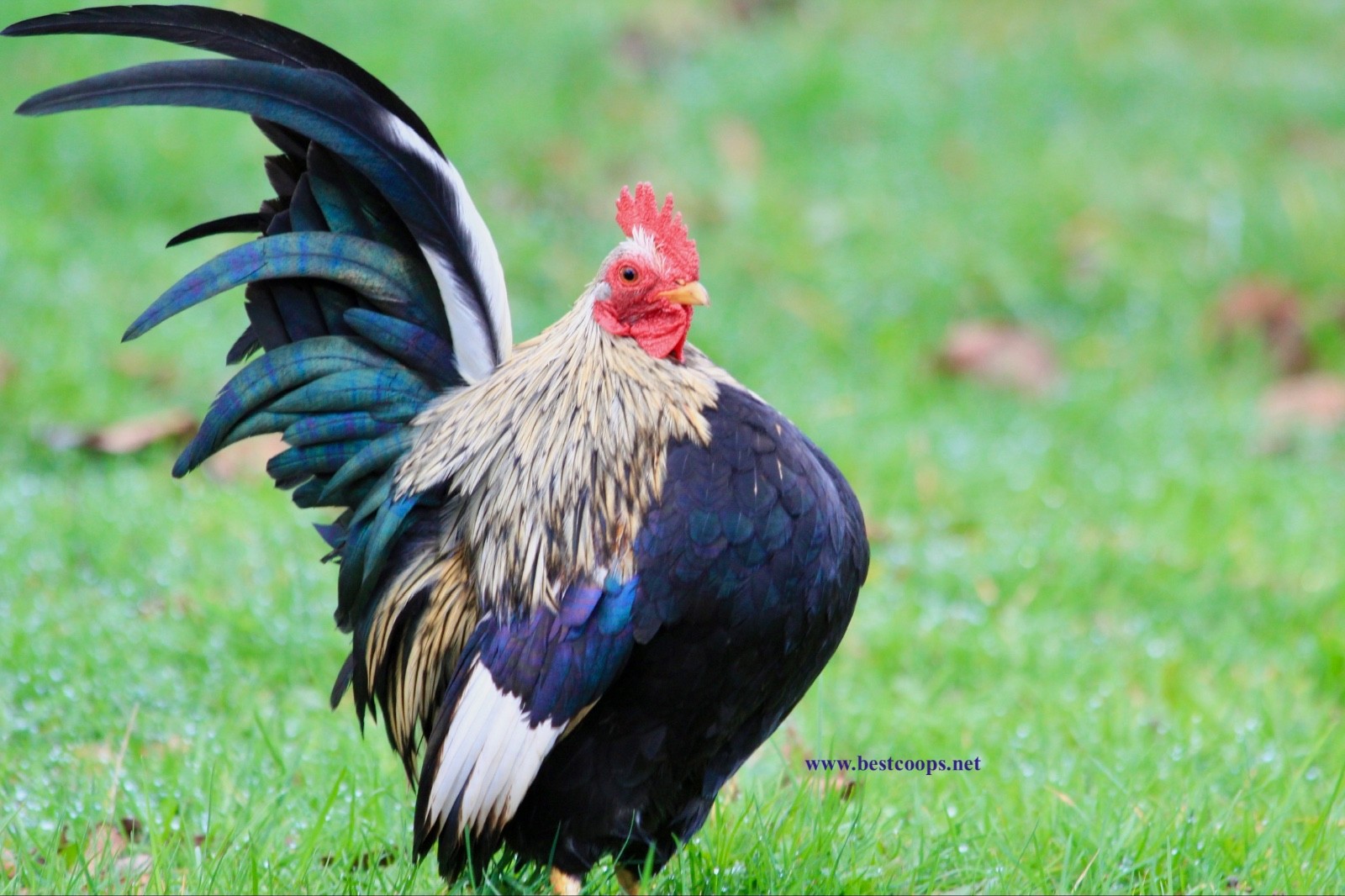 12+ Fertile Show Quality Serama Chicken Hatching Eggs