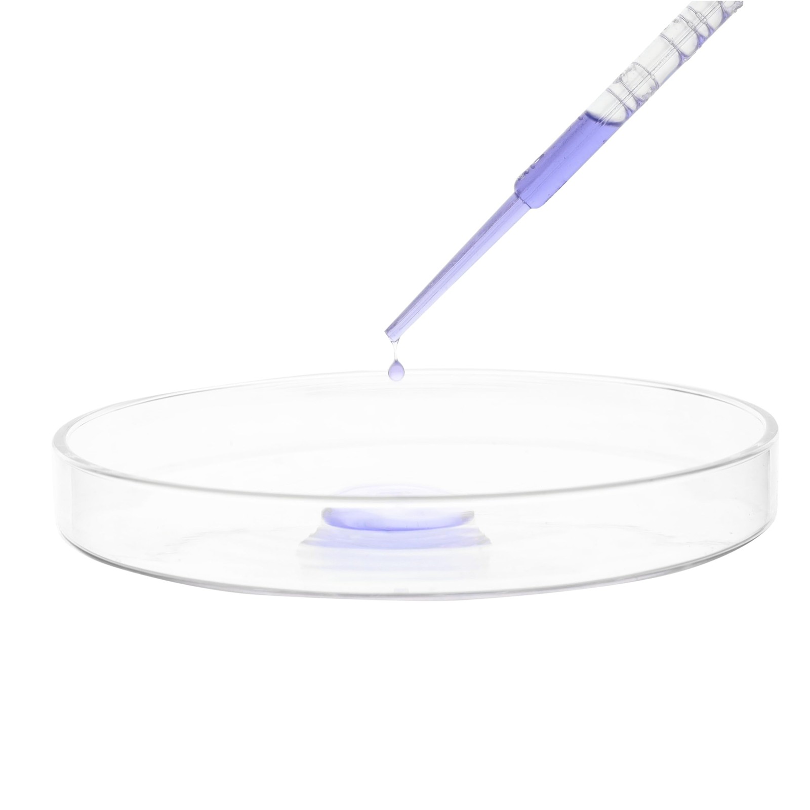 Petri Dish, 5.9″ (150mm) – Beaded Edges Easy to Sterilize for Repeated Use Bo…