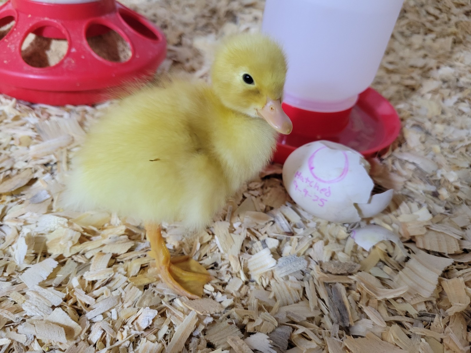 12 Fertile Jumbo Pekin Duck Hatching Eggs, Free Range, All Natural