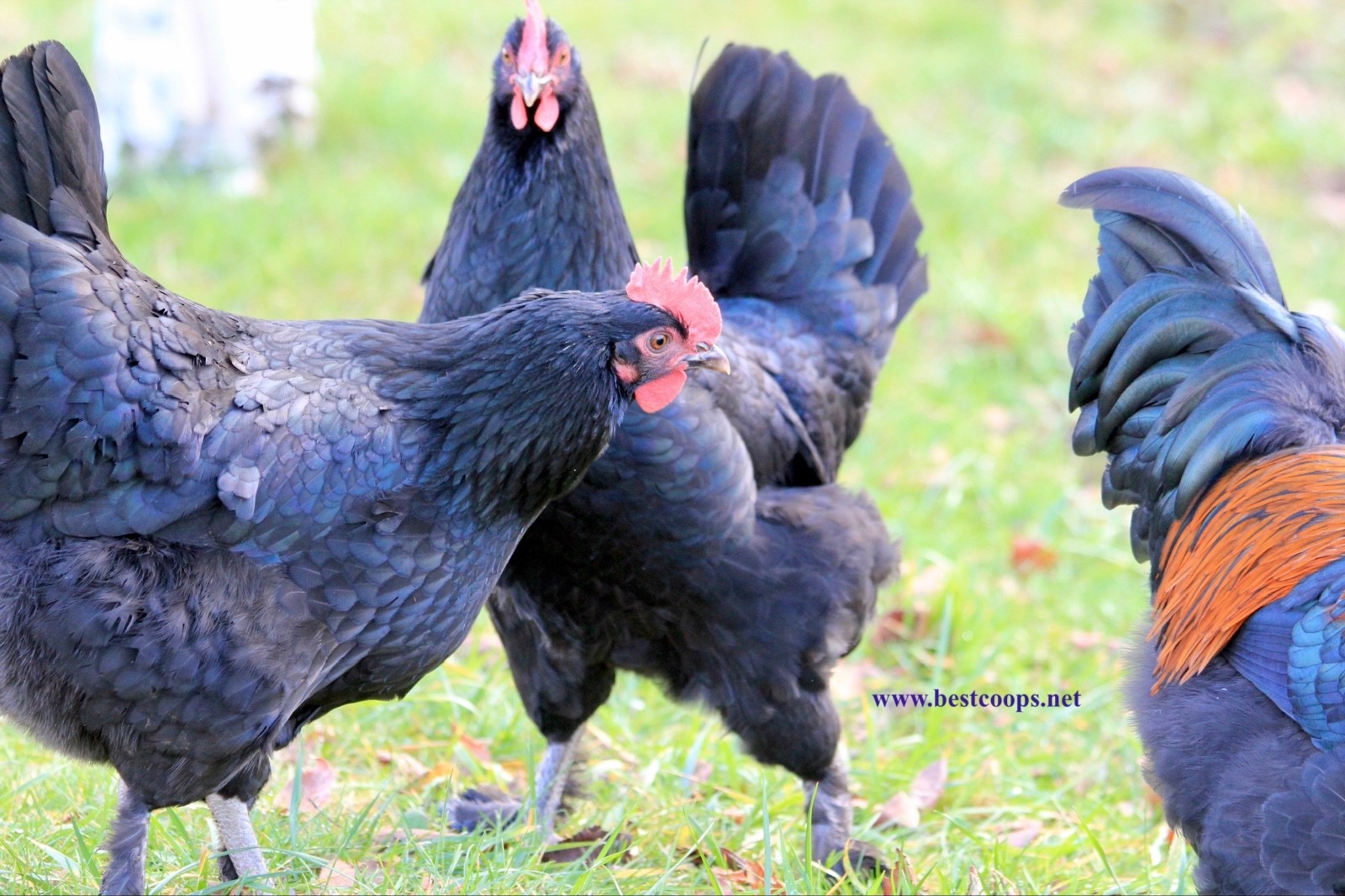 10+ Fertile Black Copper Marans Chicken Hatching Eggs