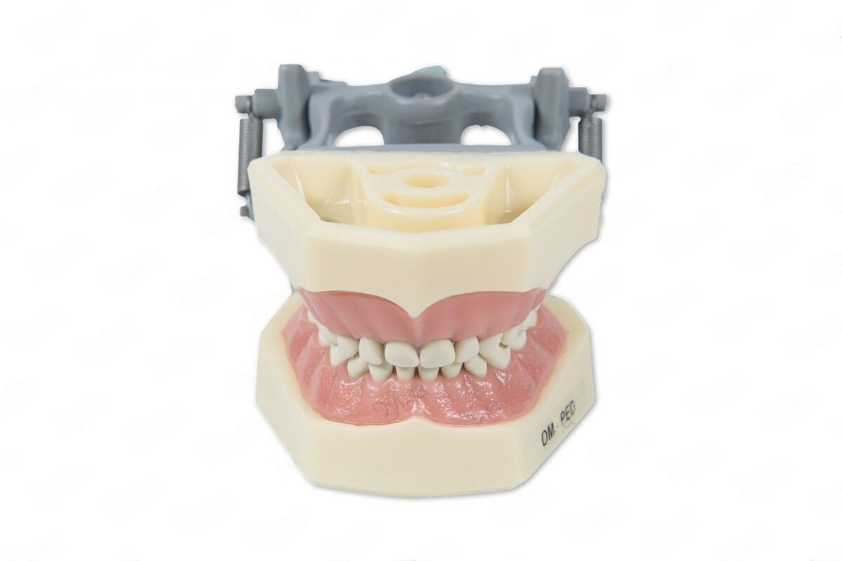DENTAL PEDIATRIC TYPODONT 760 MODEL COMPATIBLE WITH COLUMBIA BRAND TEETH