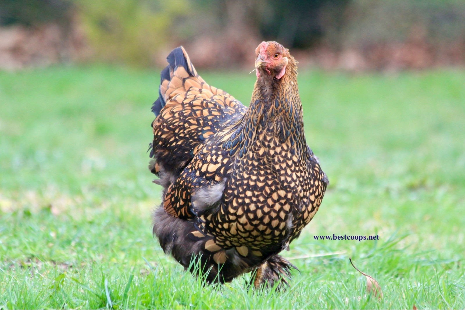10+ Gold Laced Brahma Fertile Chicken Hatching Eggs Gentle Large Breed