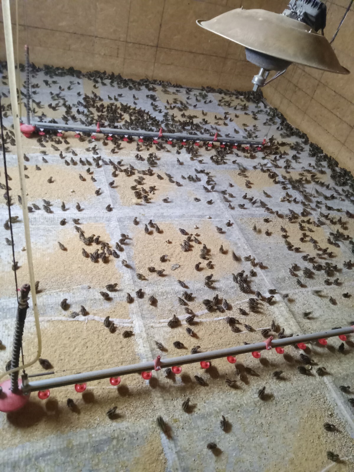 330+ KINGsBROWN XL. JUMBO brown coturnix quail hatching eggs,..