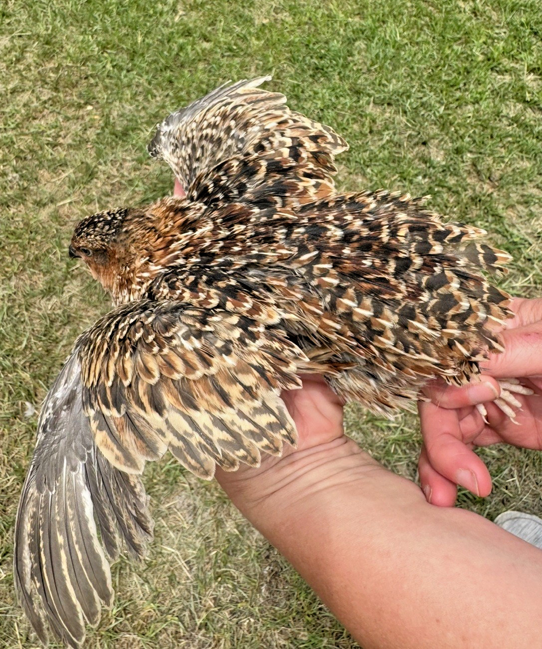 15+ RARE COLORS Coturnix Quail Hatching Eggs NPIP AI Free