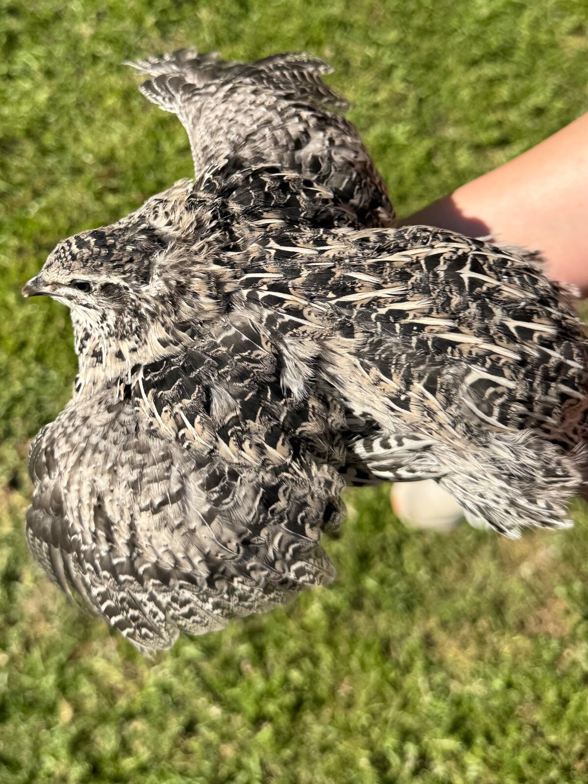 15+ RARE COLORS Coturnix Quail Hatching Eggs NPIP AI Free