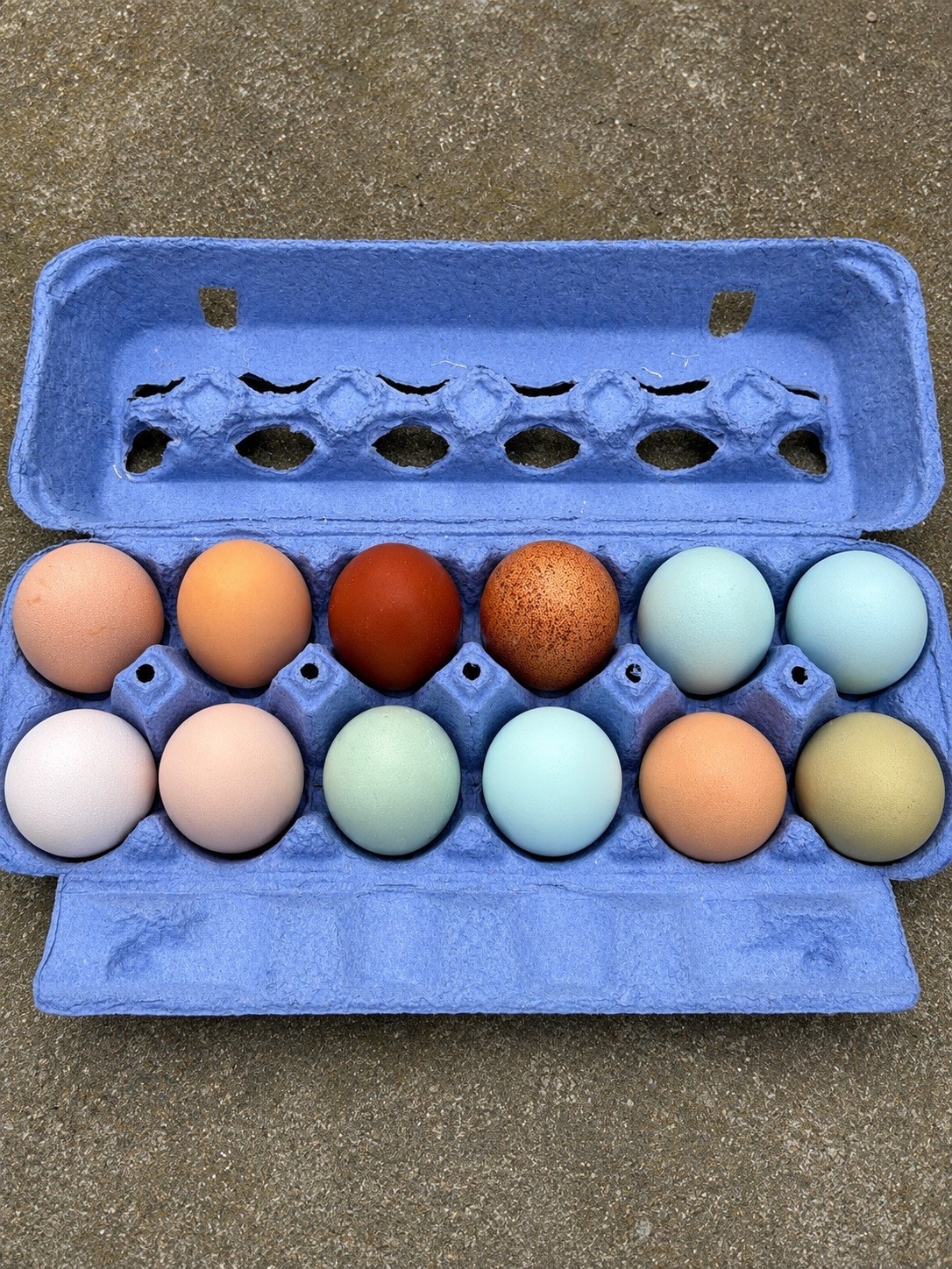 🌈 12 Rainbow Egger Hatching Eggs – Rare Breeds, Colorful Eggs + Chicks