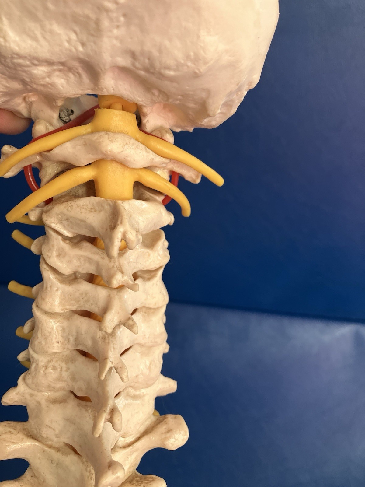 Vintage SOMSO Flexible Human Spine Model with Pelvis – Made in West Germany