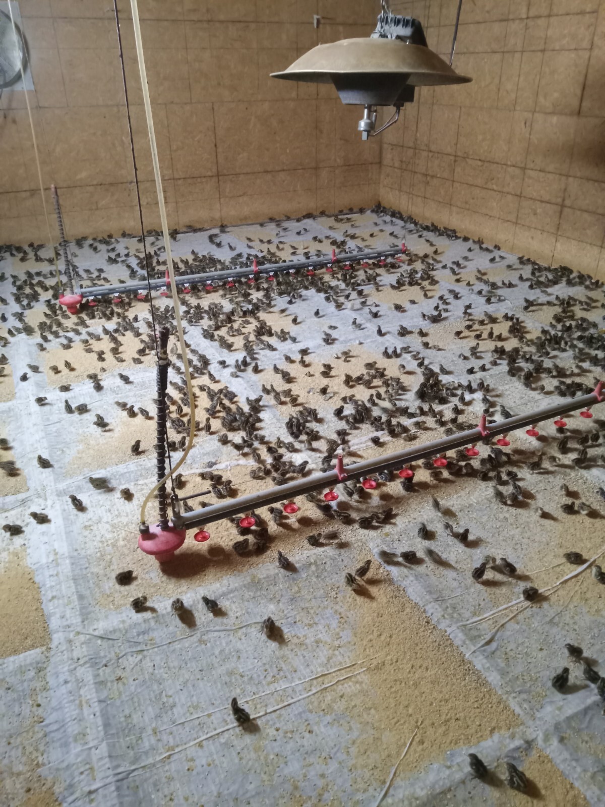 330+ KINGsBROWN XL. JUMBO brown coturnix quail hatching eggs,..