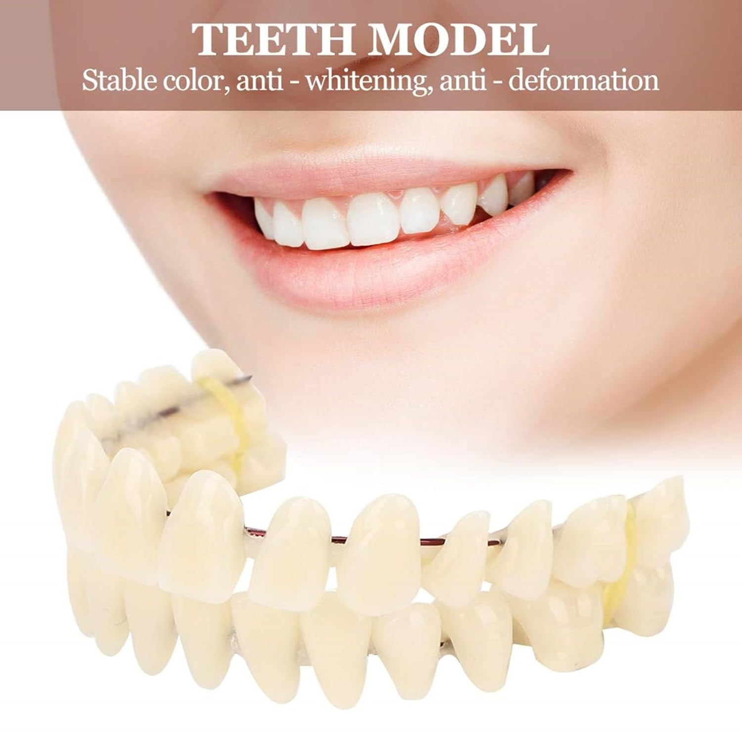 2Pack /20 Set Resin Denture False Teeth, Teeth Teaching Model Resin Denture US