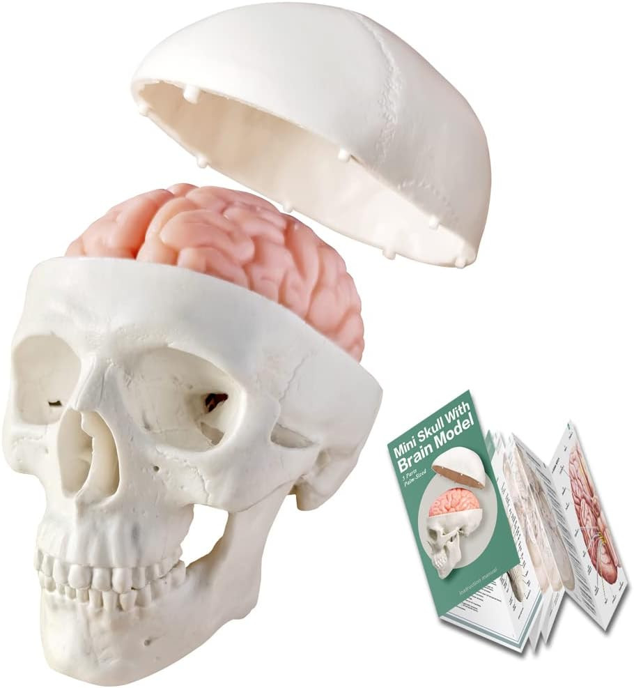 2026 New Human Skull Model,3 Part With 2-Part Human Brain;Half Life Size Skull w