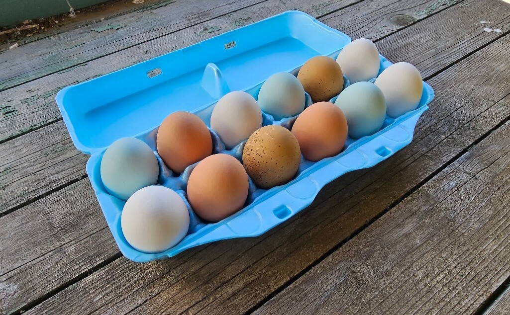 Styrofoam Bulk Egg Cartons (50 pack) Blue