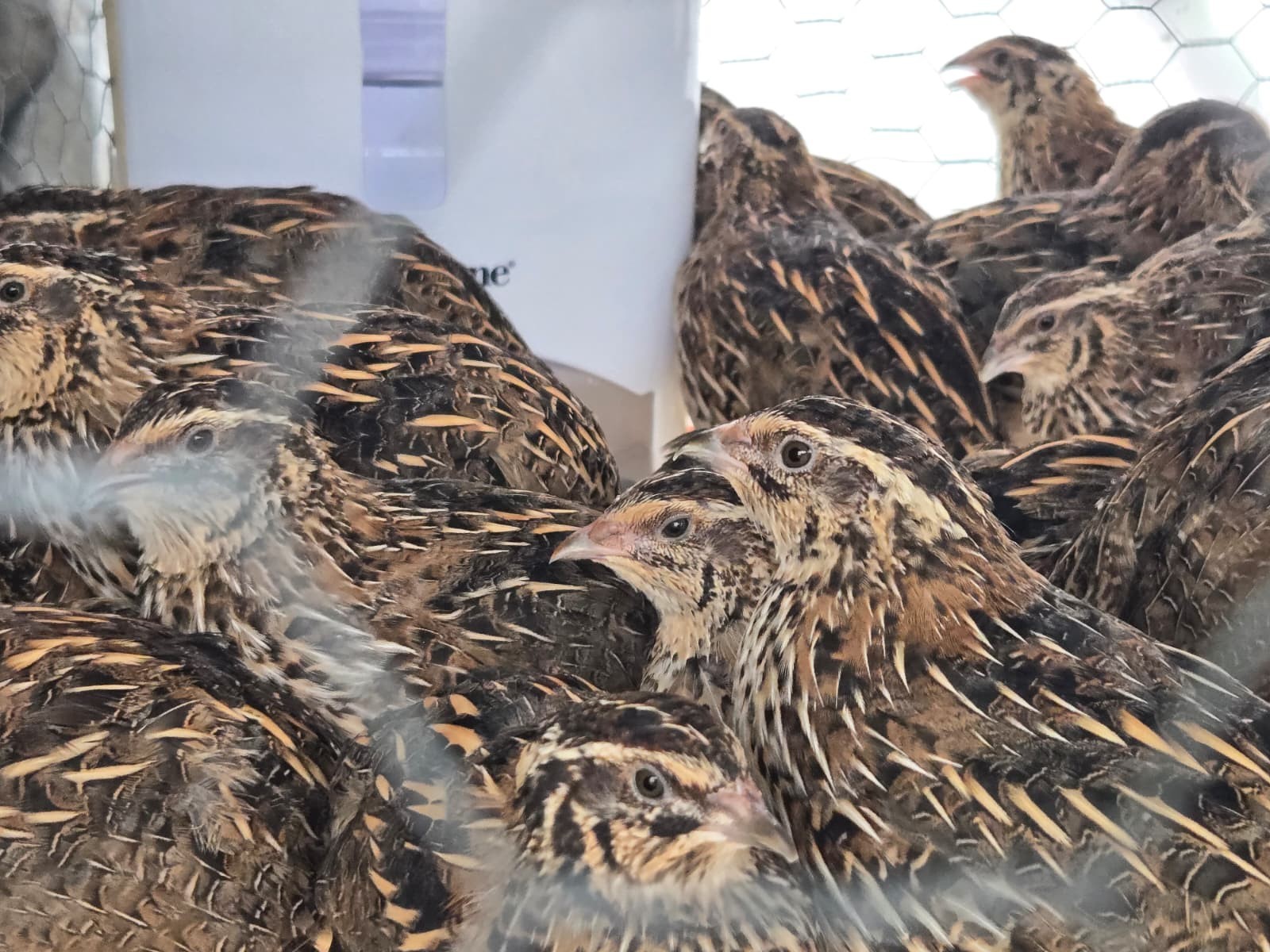 54 Eggs,Live Quail Chicks Mixed Colors – Quail Poultry Type, Live Bird,