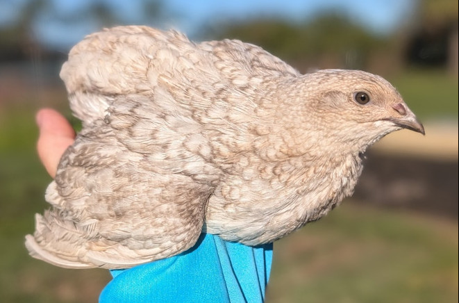150+ extras Coturnix Quail Hatching Eggs NPIP Flock – UPS Shipping