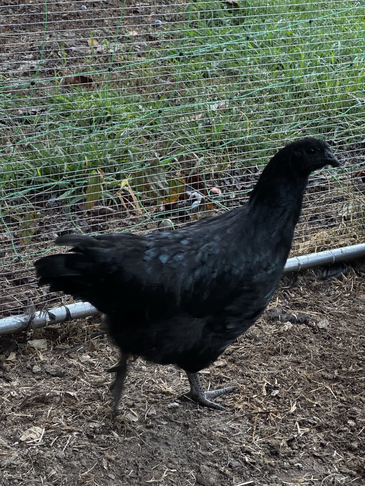 6+ Ayam Cemani Fertile Hatching Eggs Pure Breed All Black Chicken